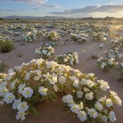 https://www.goodfreephotos.com/united-states/california/other/white-flowers-in-the-desert-in-the-cadiz-wilderness.jpg.php