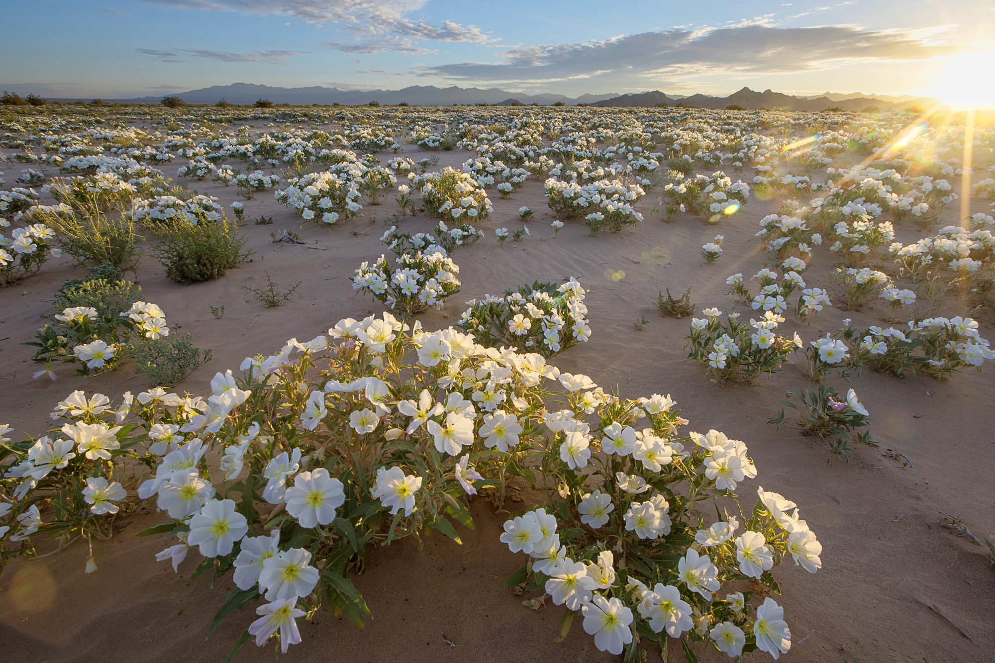 https://www.goodfreephotos.com/united-states/california/other/white-flowers-in-the-desert-in-the-cadiz-wilderness.jpg.php